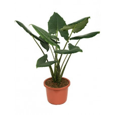 alocasia zebrina