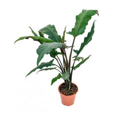 alocasia lauterbacchiana