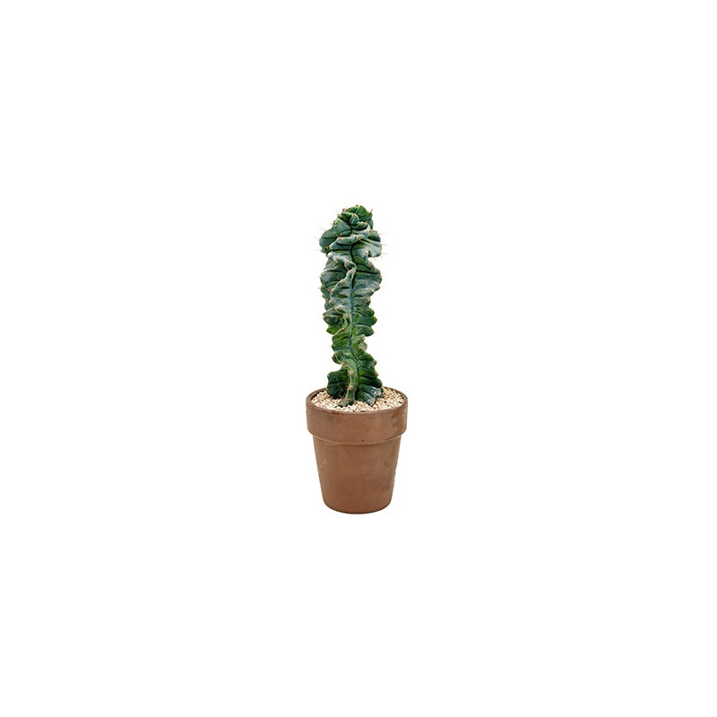 cereus forbesii spiralis 60 cm