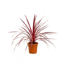 cordyline pink passion