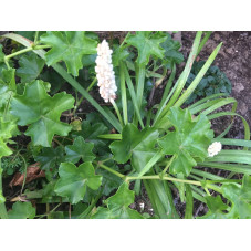 liriope muscari Monroe White