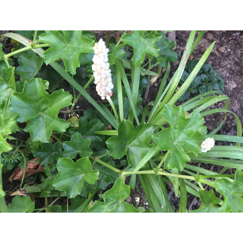 vente de plante vivace (liriope muscari)