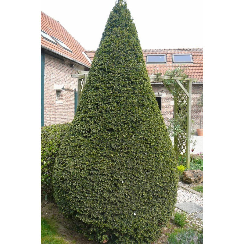 Taxus baccata forme conique