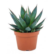 agave shaka zulu