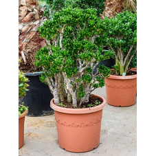 crassula horntree 110 cm