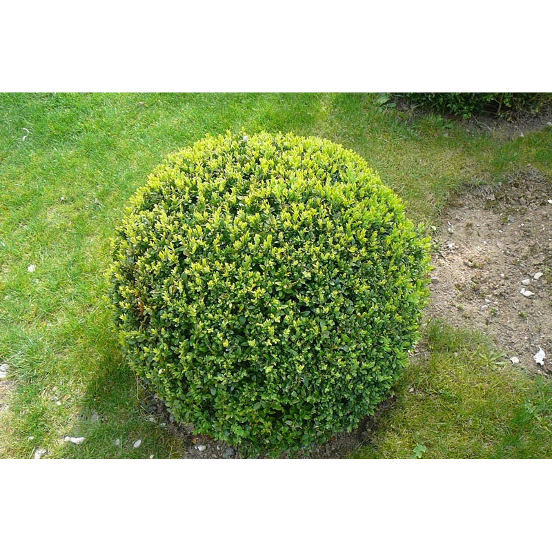 Buxus sempervirens boule