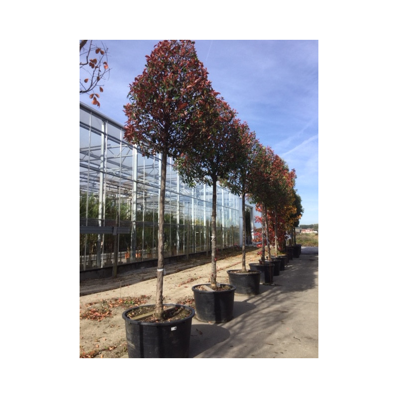 photinia tige circ. 20/+