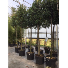 Photinia fraseri red robin circ. 14/+