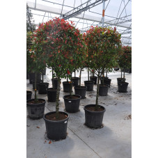 photinia boule 100 cm sur demi-tige 100/120 cm