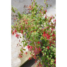 fuchsia Riccartonii