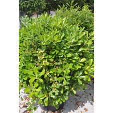 pittosporum tobira