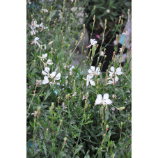 gaura lindheimeri geyser blanc