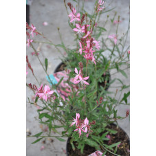 gaura lindheimeri geyser rose