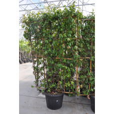 forme espalier 180 cm - largeur 80 cm - pot de 55 litres