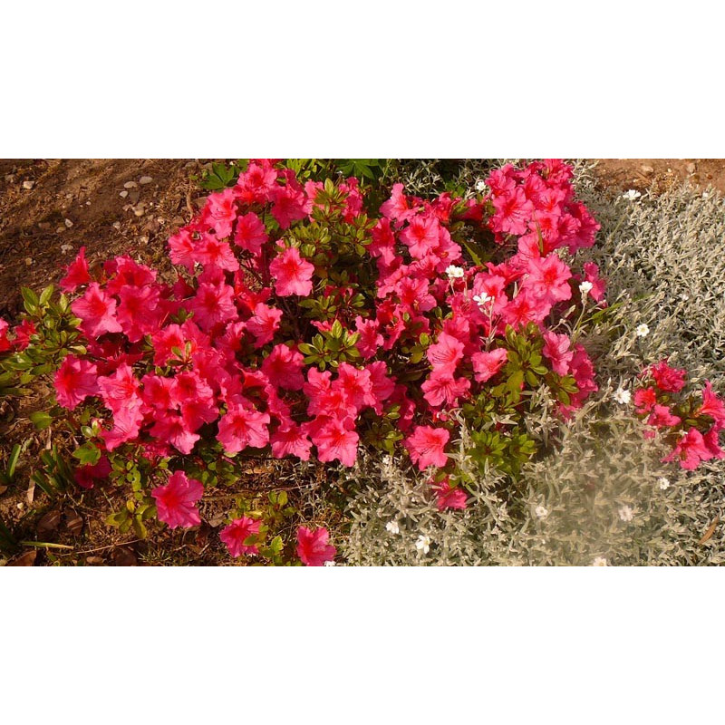 Azalea japonica