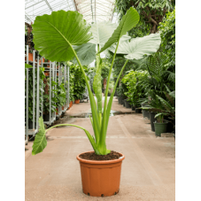 alocasia macrorrhiza -...