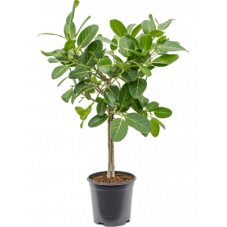 ficus benghalensis audrey