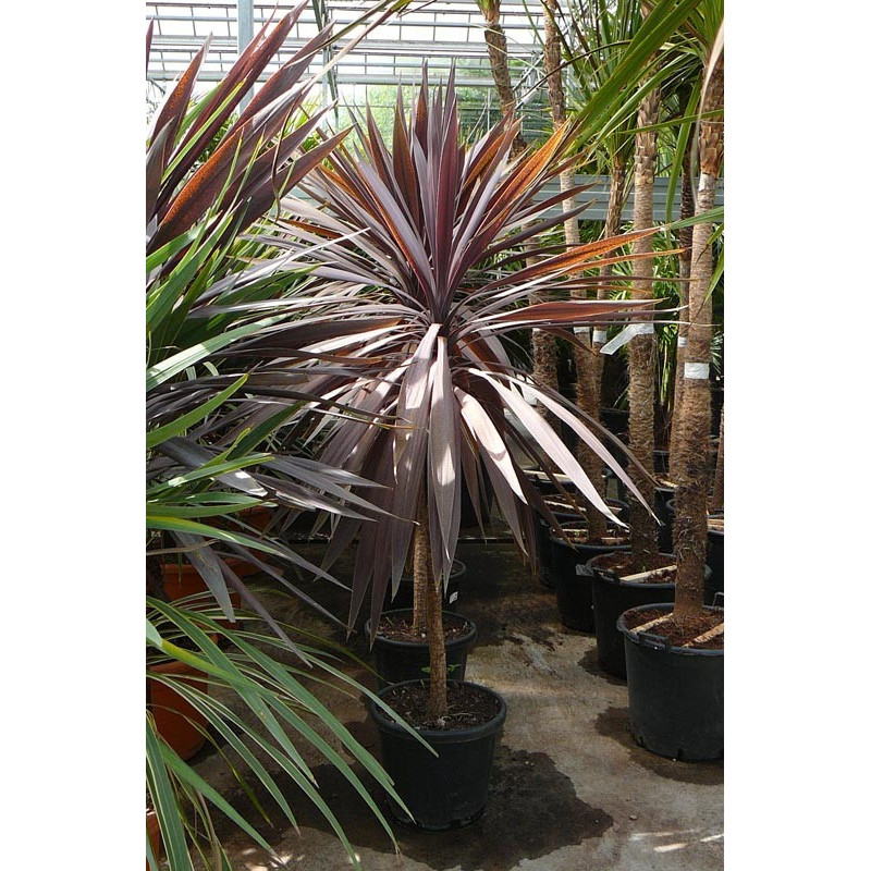 Cordyline indivisa