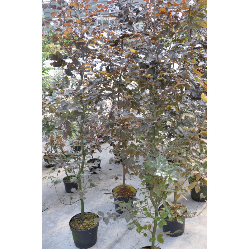 hêtre pourpre en 200 cm hêtre pourpre en 200 cm