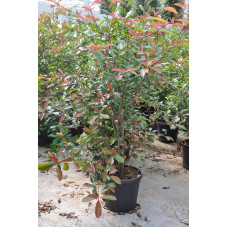 Photinia fraseri red robin...