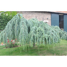 Cedrus glauca pendula  (cedre bleu pleureur )