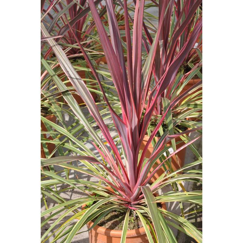 cordyline australis can can