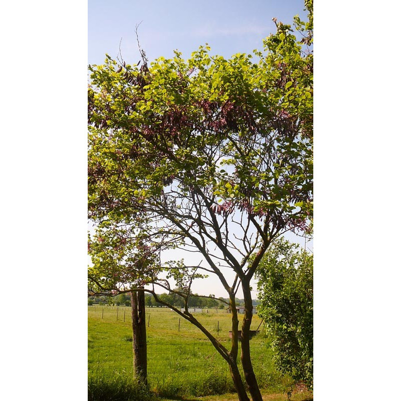 Cercis siliquastrum(arbre de judée)