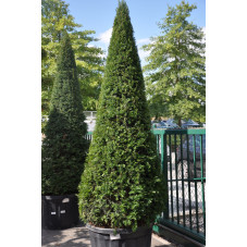 Taxus baccata pyramidal  -...