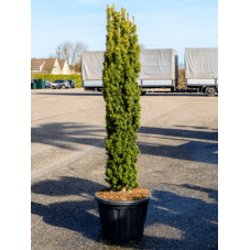 if fastigié doré 125/140 cm pot de 32 litres