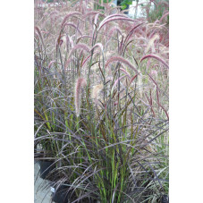 Pennisetum summer samba