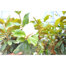 fleur du magnolia grandiflora