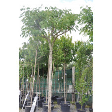 albizia tronc 20/25 cm - hauteur 400/450 cm - pot de 110 litres