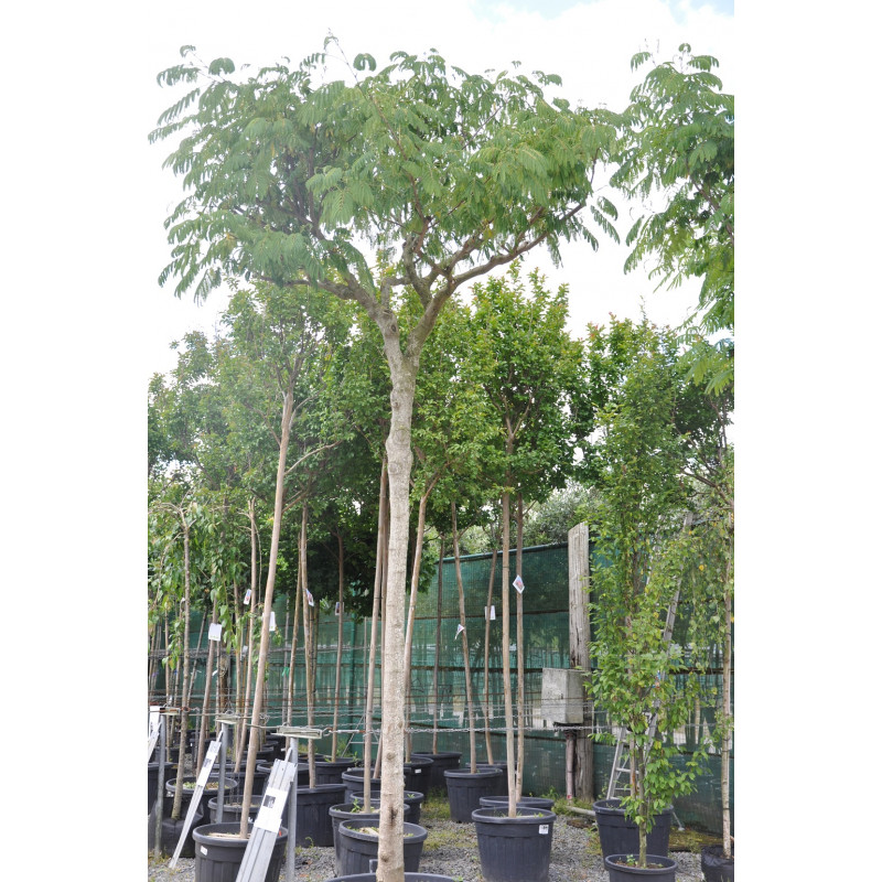 albizia tronc 20/25 cm - hauteur 400/450 cm - pot de 110 litres albizia tronc 20/25 cm - hauteur 400/450 cm - pot de 110 litres