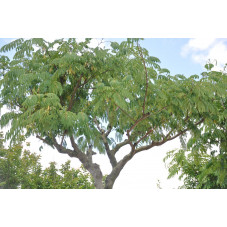 tête de l'albizia 20/25 cm 110 litres