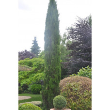 Cupressus sempervirens stricta (cyprés d'Italie )