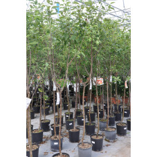 arbre demi-tige - pot de 7 litres