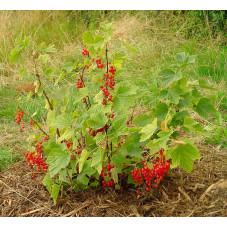 Groseiller à grappes "rouge"