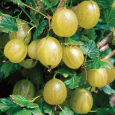 Groseiller à grappes "jaune"