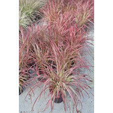 pennisetum setaceum firework's