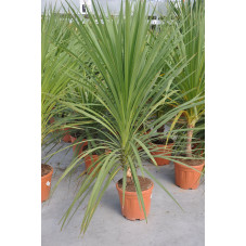 cordyline indivisa 125 cm pot de 15 litres