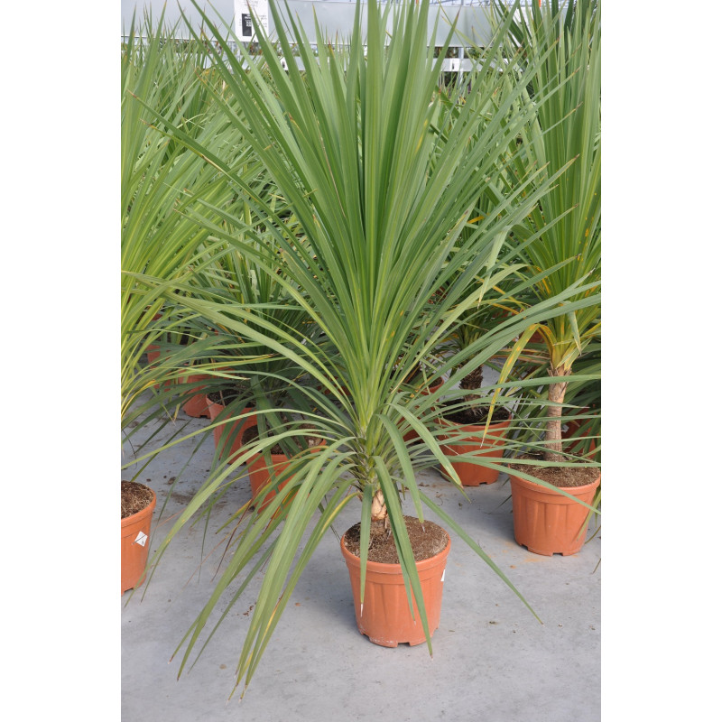 cordyline indivisa 125 cm pot de 15 litres