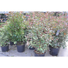 photinia pink marble