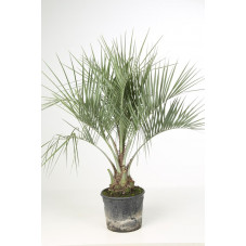palmier abricot - butia 120 cm - pot de 10 litres