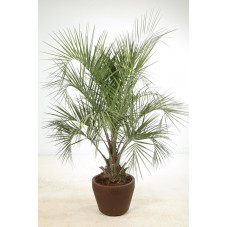 butia - palmier abricot 175/200 cm - pot Jumbo 70 litres