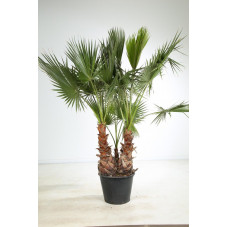 palmier du Mexique 220/240 cm - multi-troncs - pot de 70 litres