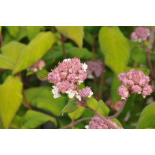 hortensia aspera macrophylla