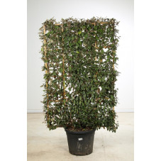 hauteur 170 cm - largeur 90/100 cm - pot de 70 litres