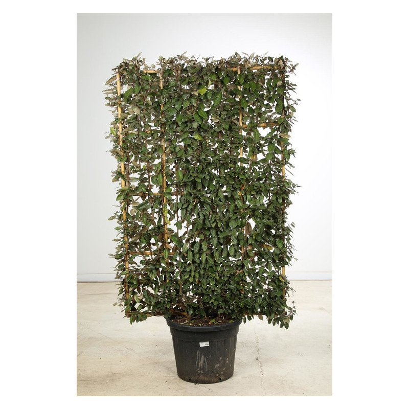 hauteur 170 cm - largeur 90/100 cm - pot de 70 litres