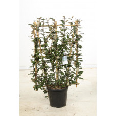 espalier 120 cm - largeur 80 cm