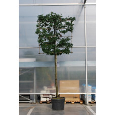 copalme liquidambar tige circ. 16/+ cm - espalier cadre 100 cm x 120 cm en pot de 80 litres